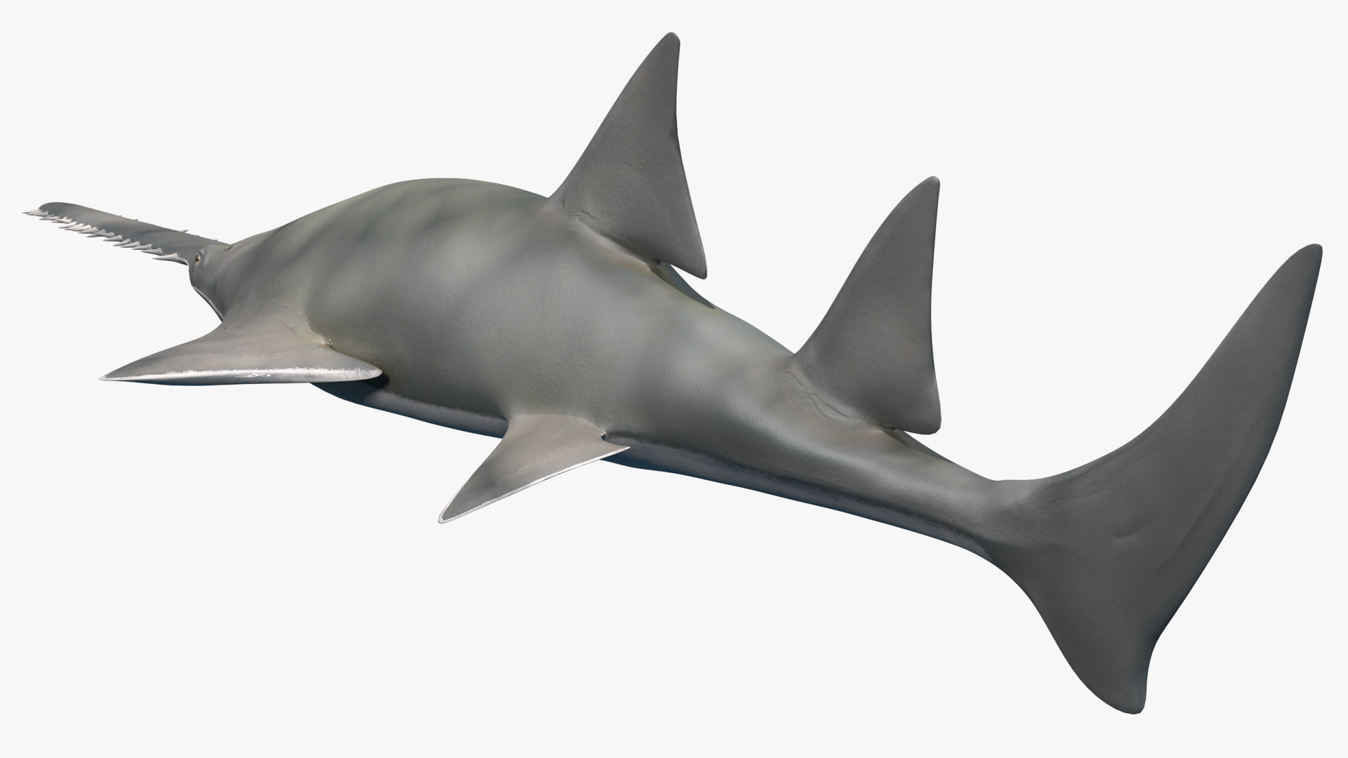 Sawfish 3D model