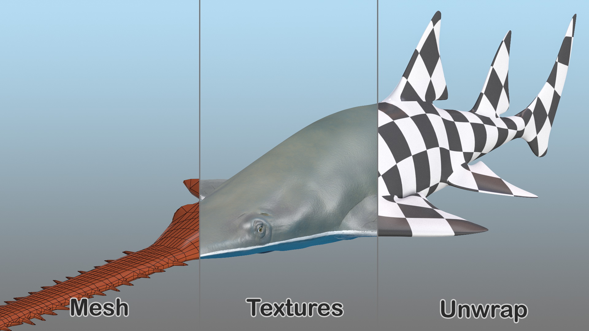 Sawfish 3D model