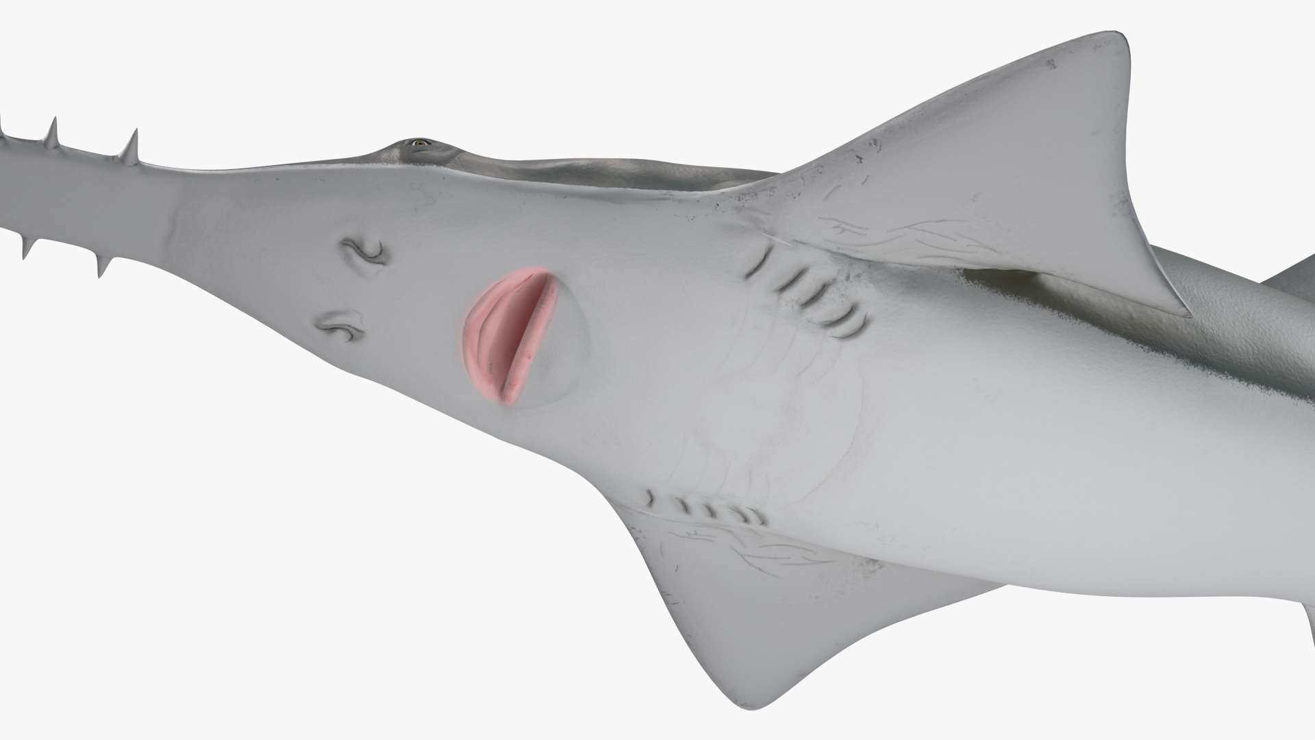 Sawfish 3D model