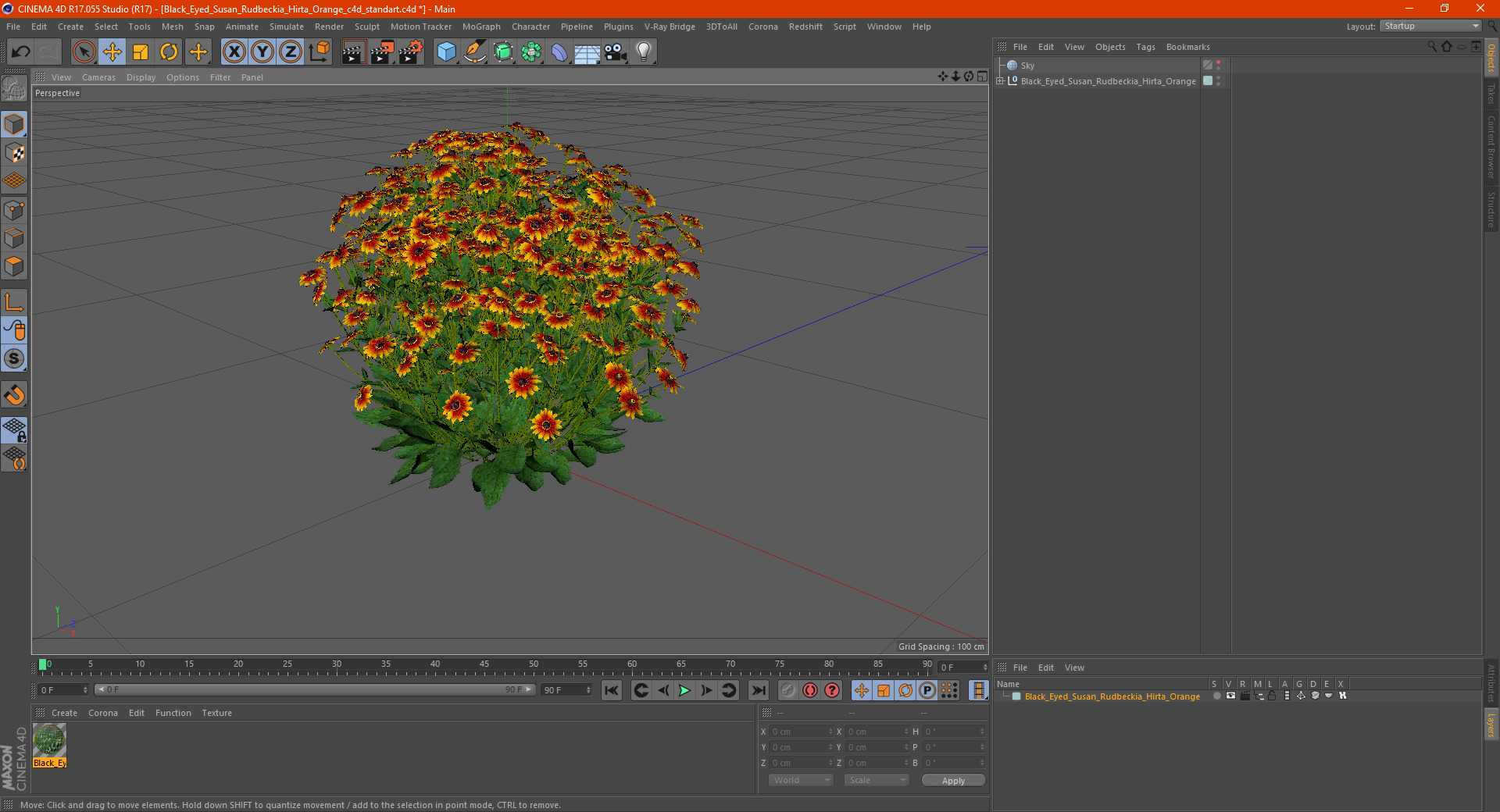 Black Eyed Susan Rudbeckia Hirta Orange 3D model