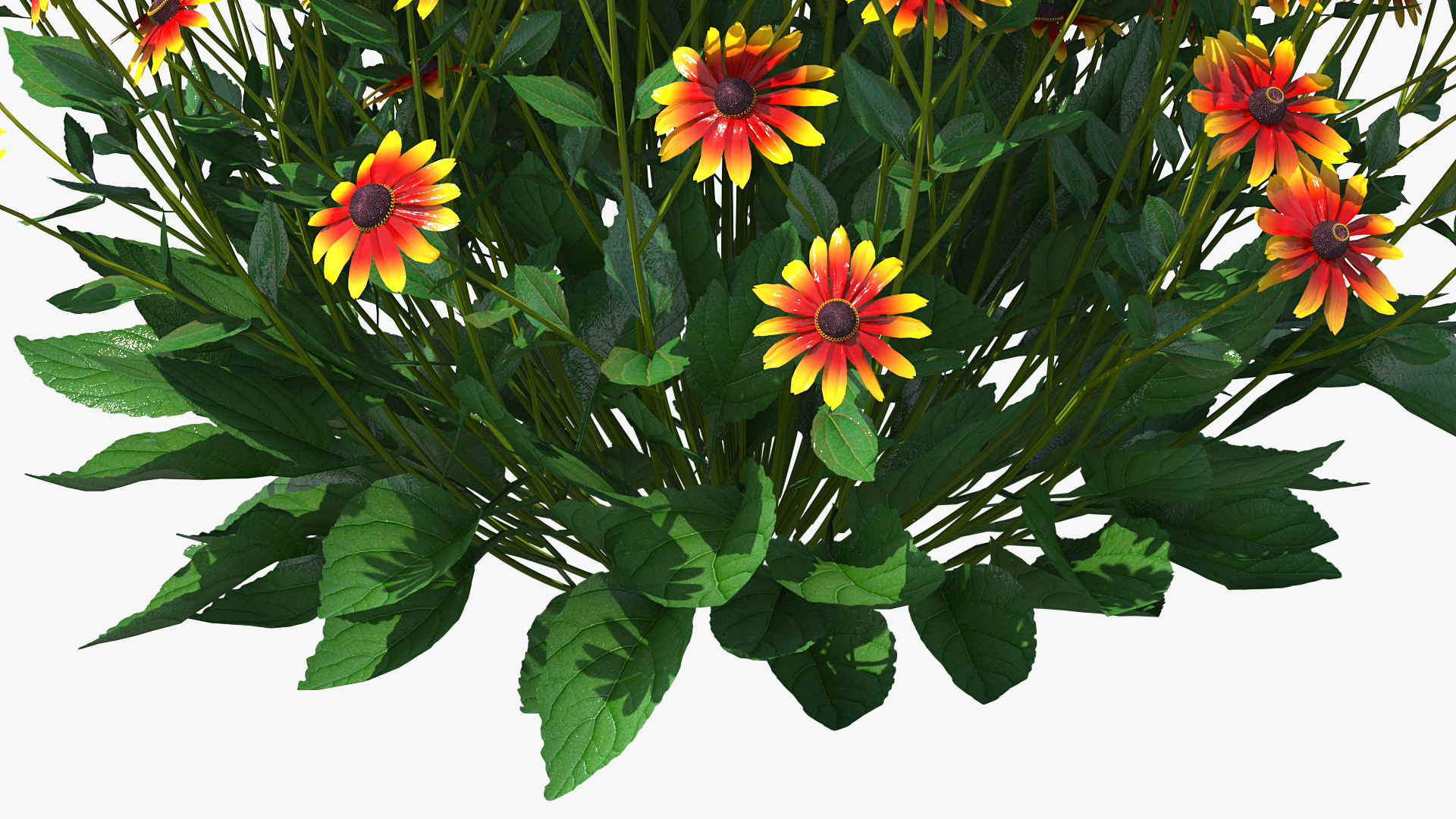 Black Eyed Susan Rudbeckia Hirta Orange 3D model