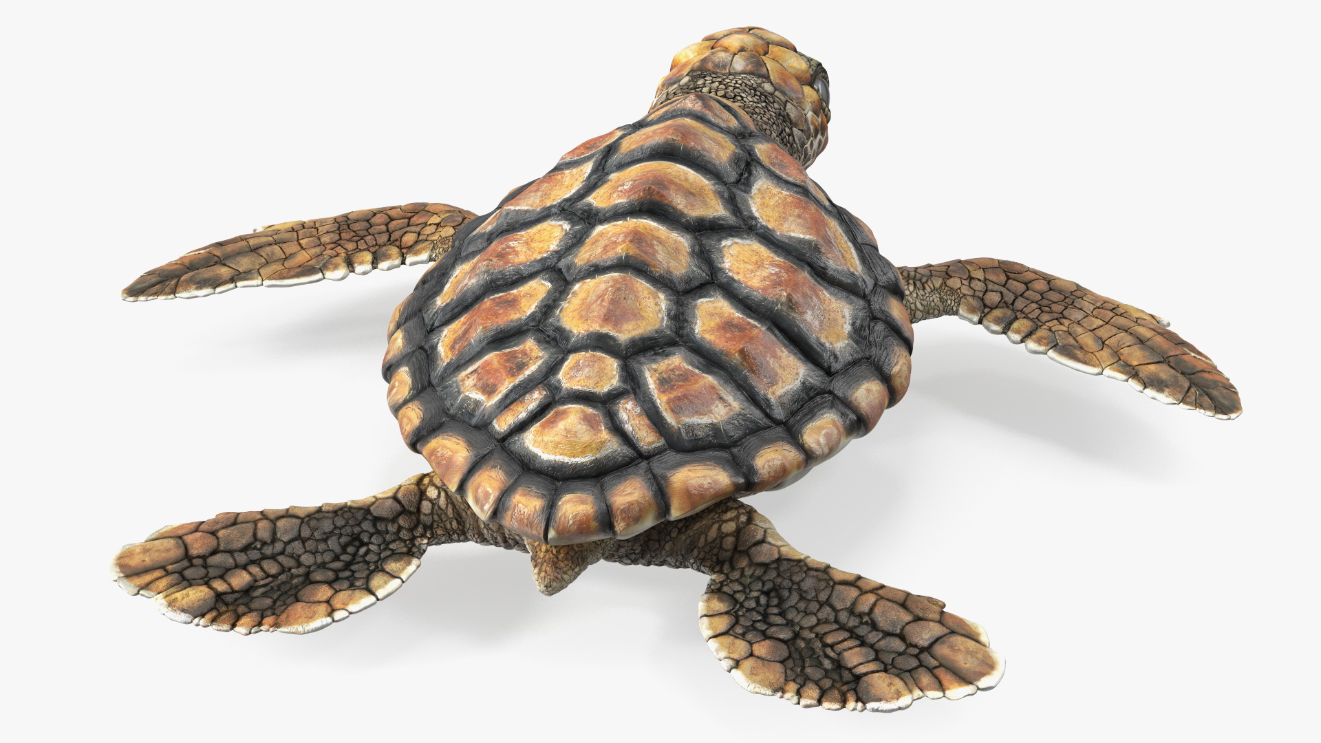 3D Baby Sea Turtle Brown Rigged model