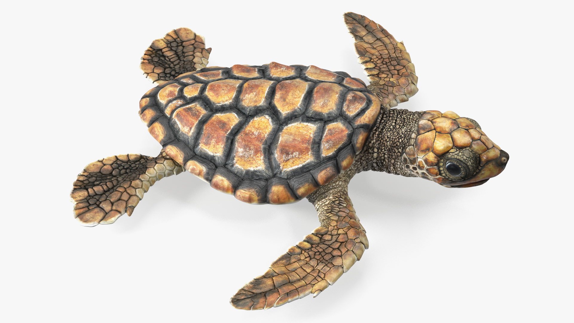 3D Baby Sea Turtle Brown Rigged model