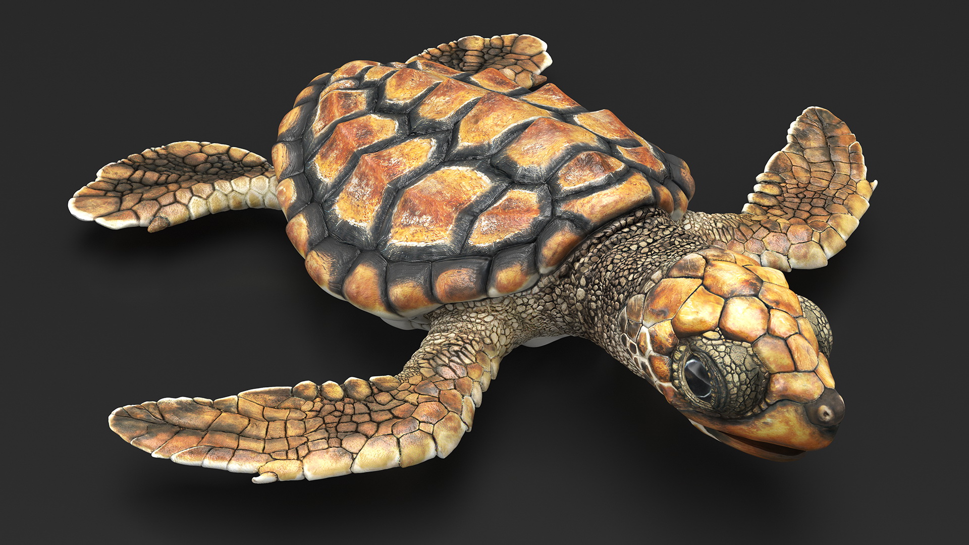 3D Baby Sea Turtle Brown Rigged model