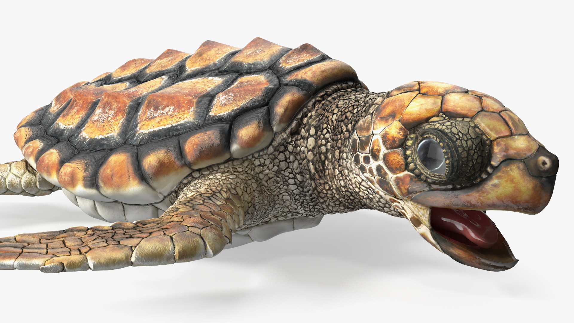 3D Baby Sea Turtle Brown Rigged model