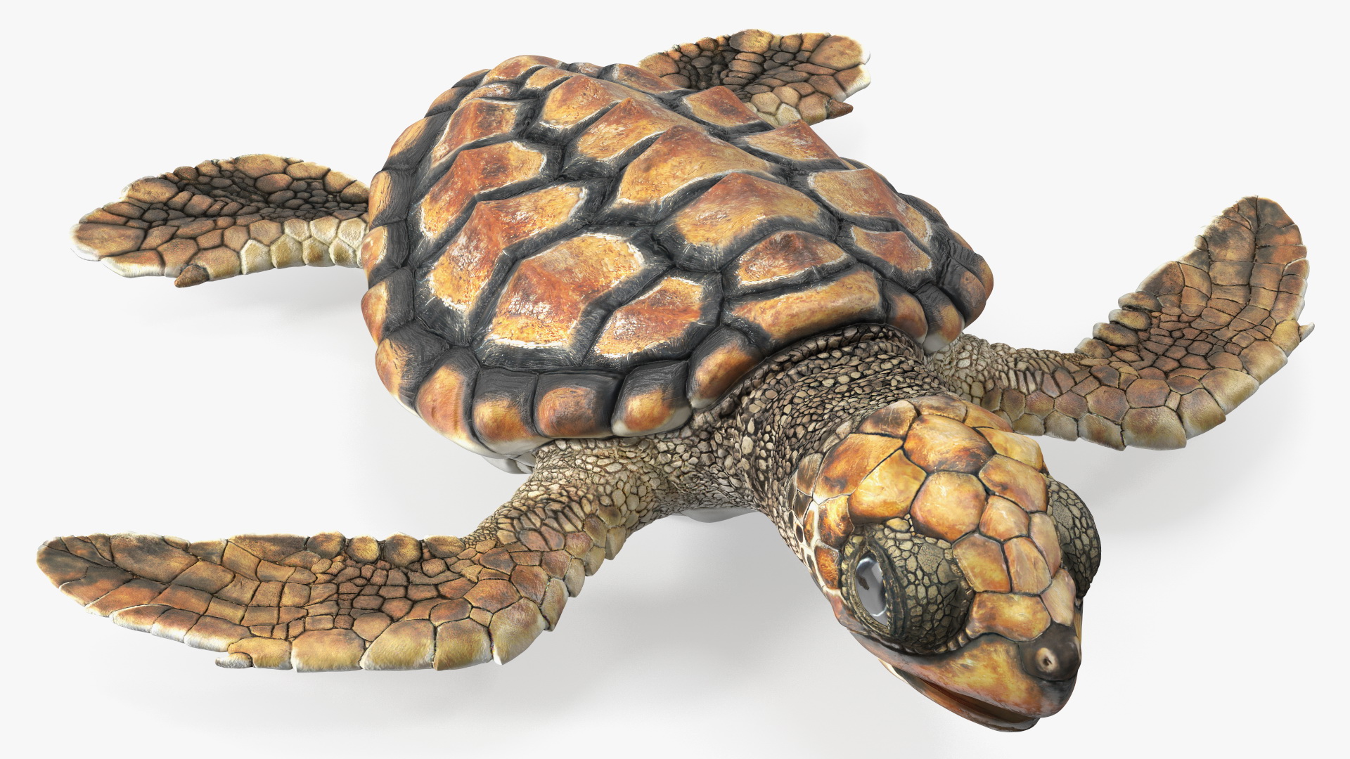 3D Baby Sea Turtle Brown Rigged model