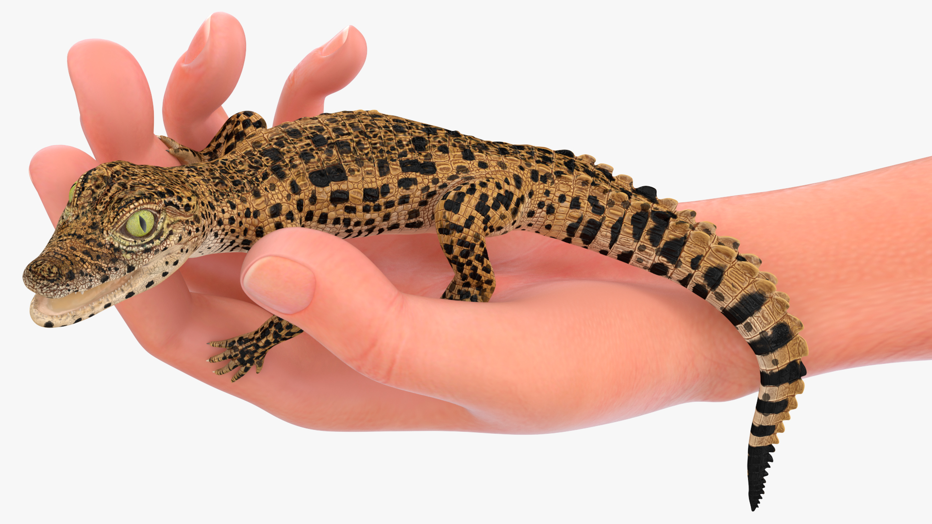 3D Baby Crocodile Man Hand model