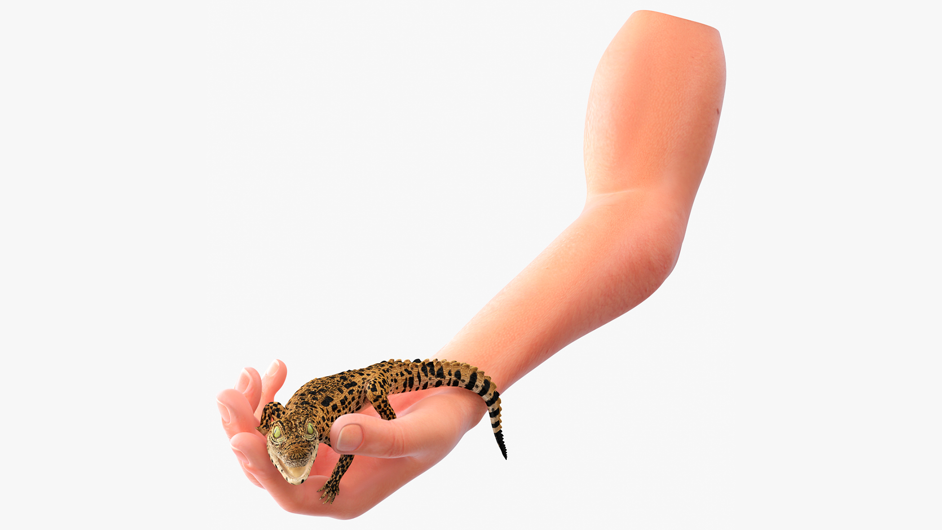 3D Baby Crocodile Man Hand model