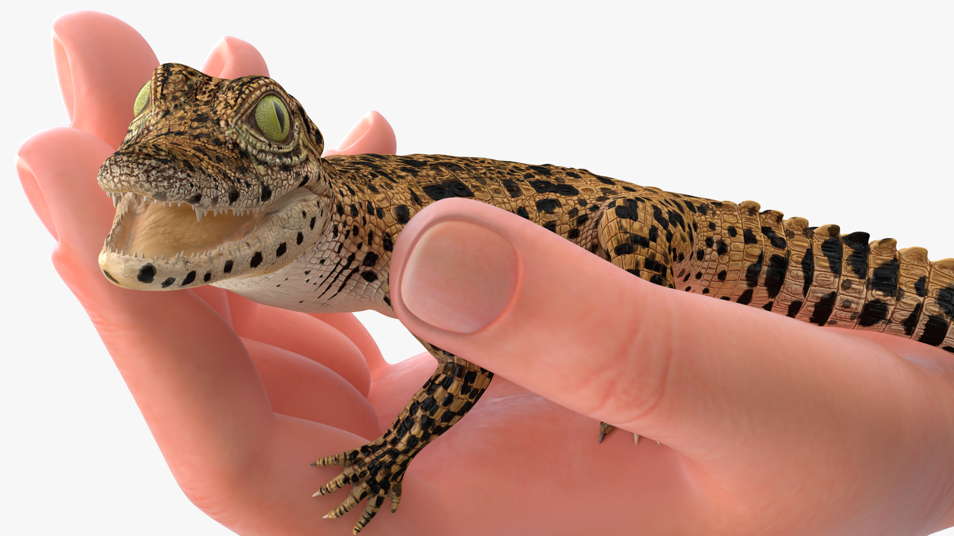 3D Baby Crocodile Man Hand model