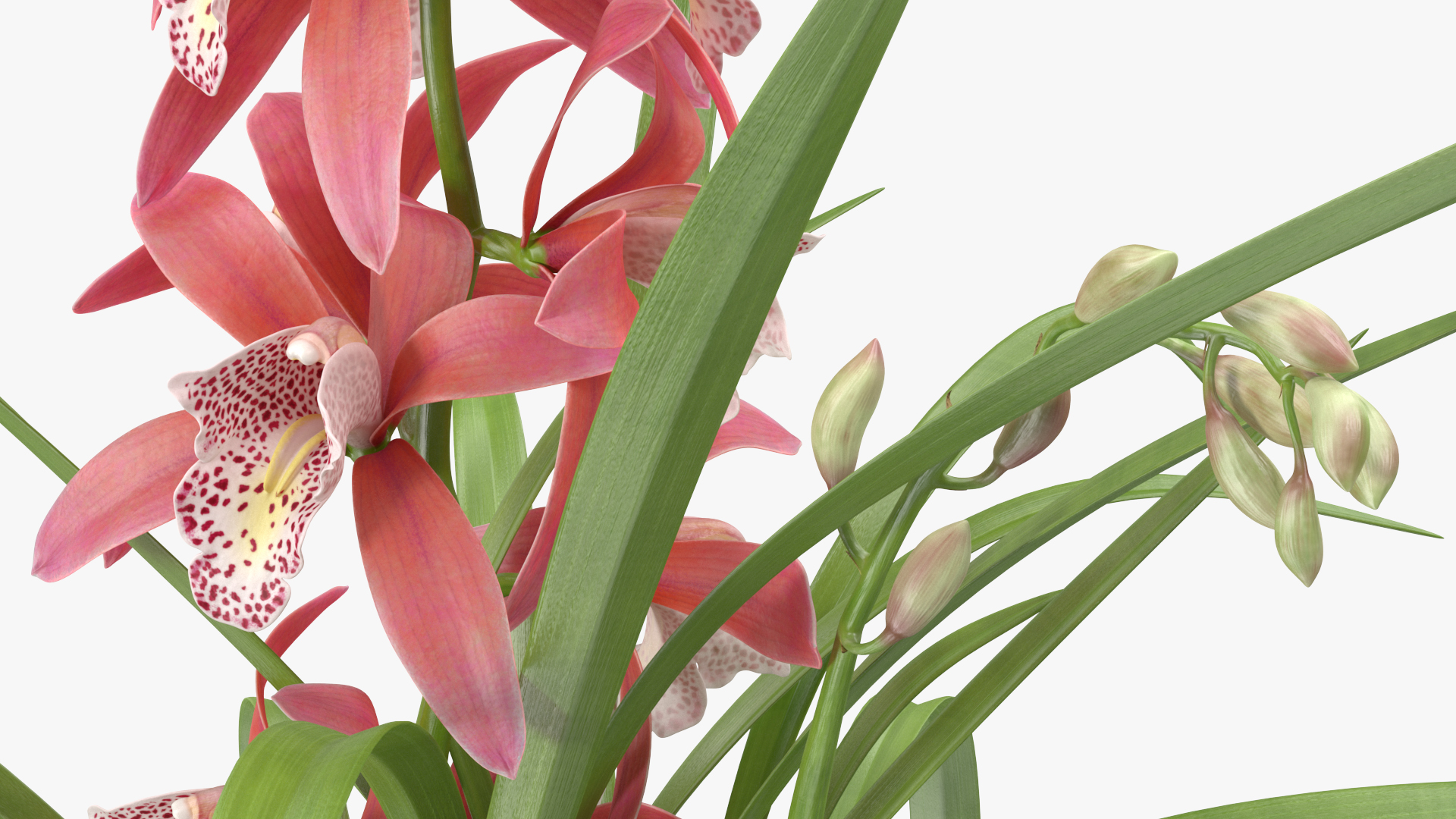 3D model Pink Orchid Pot