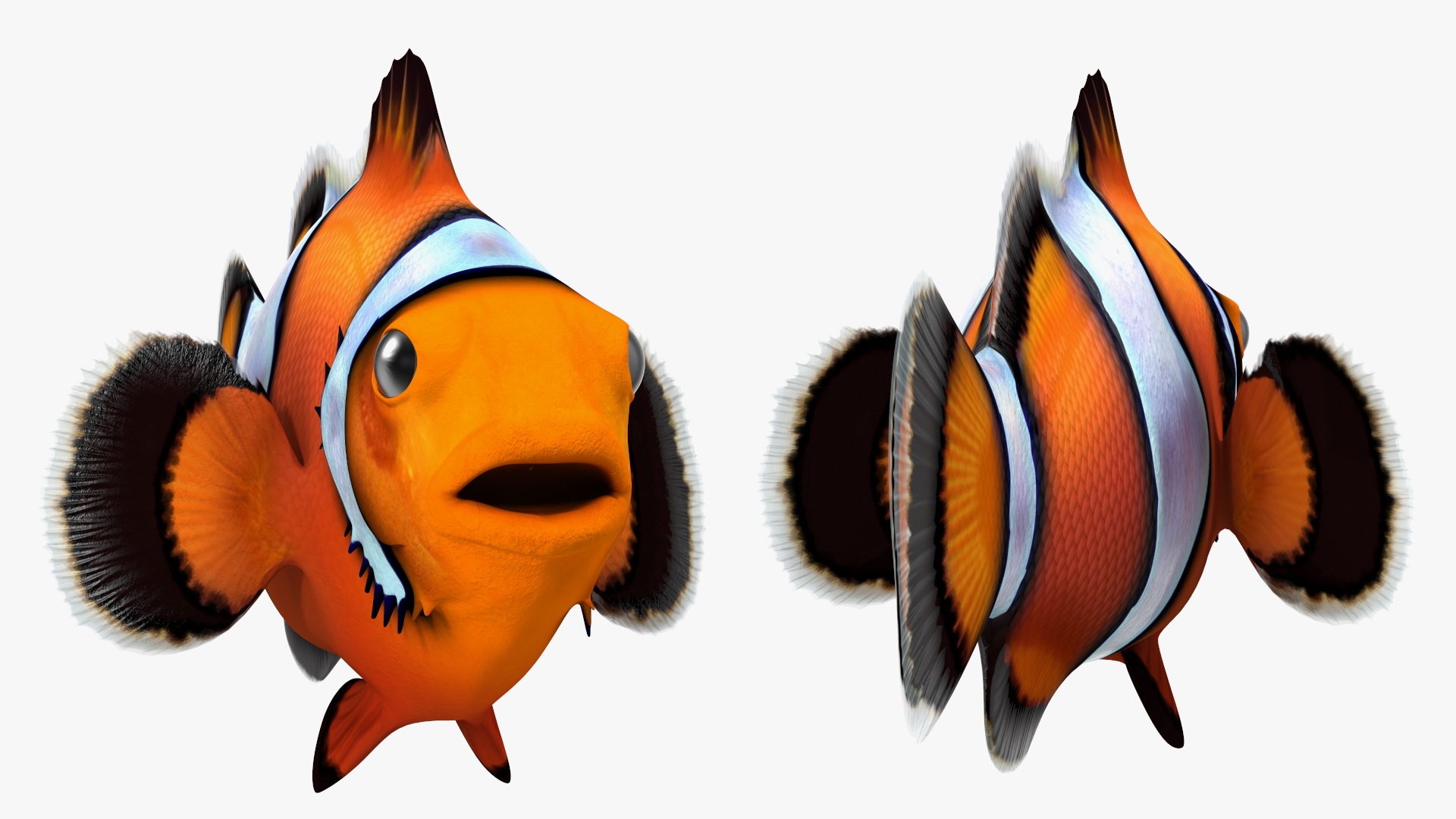 3D Anemonefish