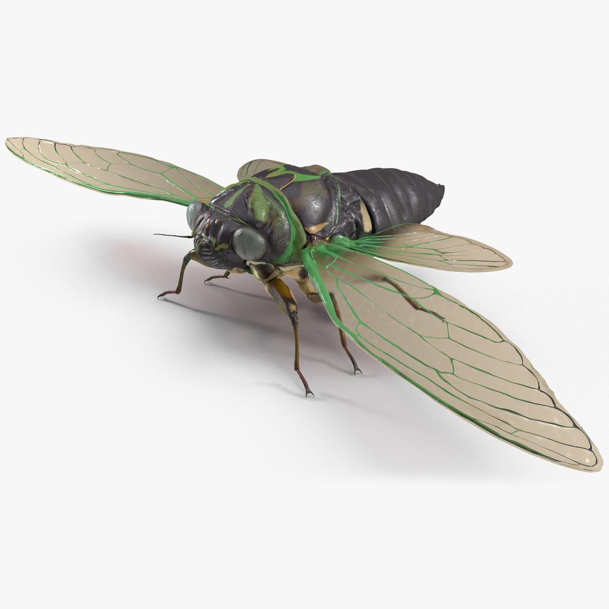 Cicada Rigged for Cinema 4D 3D