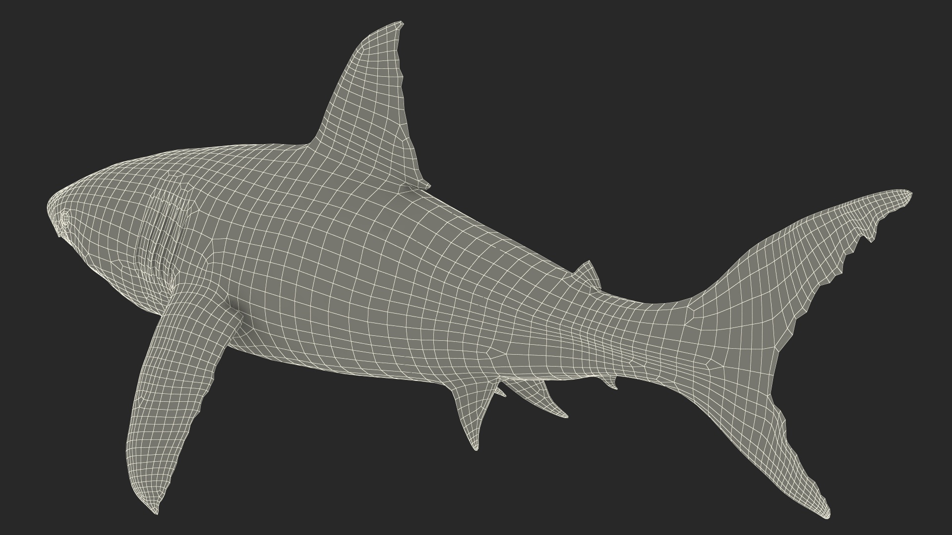 Great White Shark Blood Stained Rigged for Cinema 4D 3D