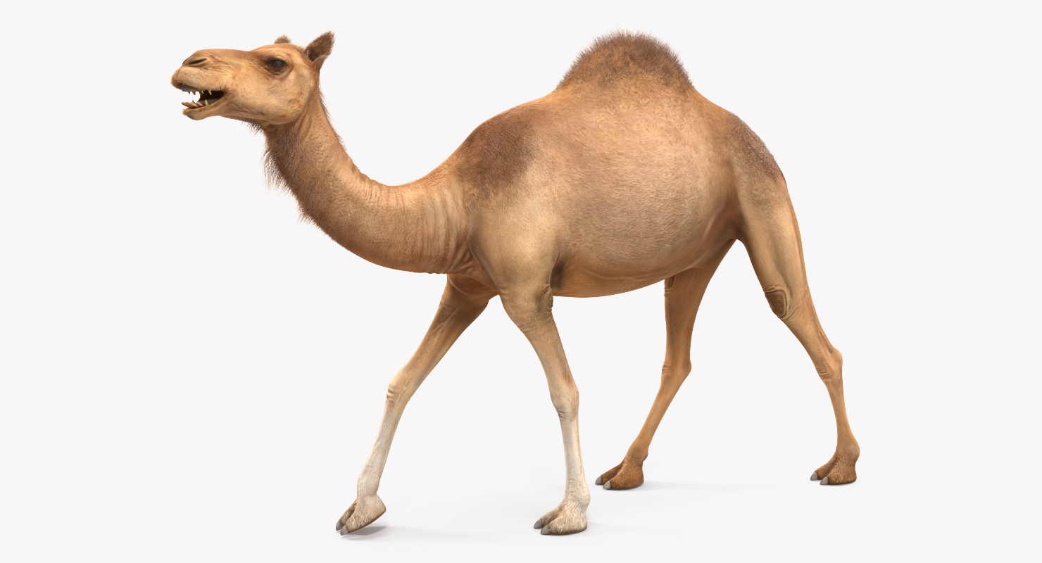 3D Camel Rigged with Fur