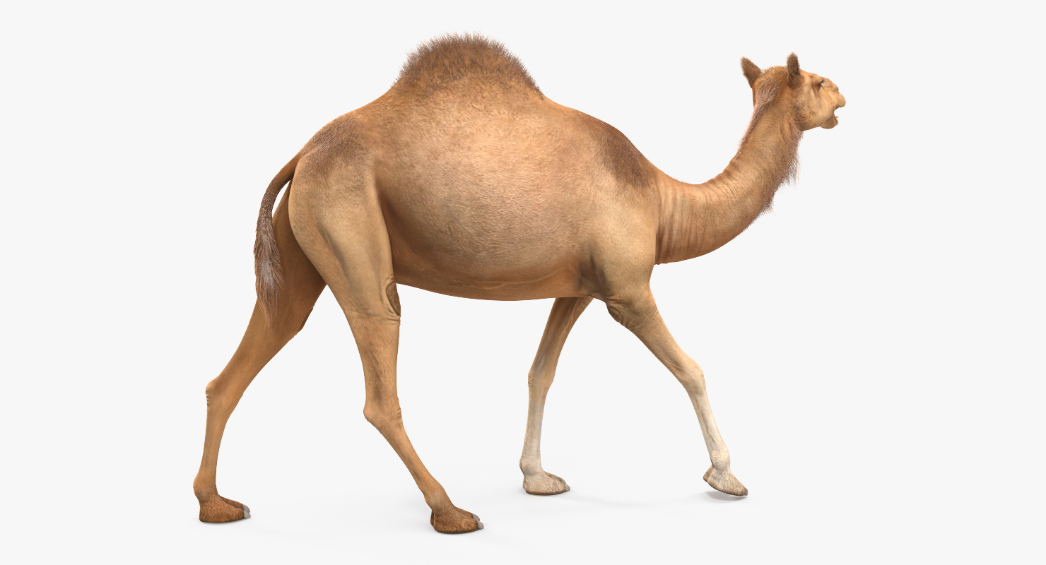 3D Camel Rigged with Fur