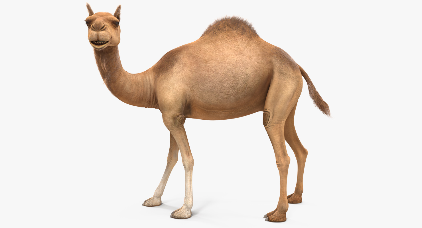 3D Camel Rigged with Fur