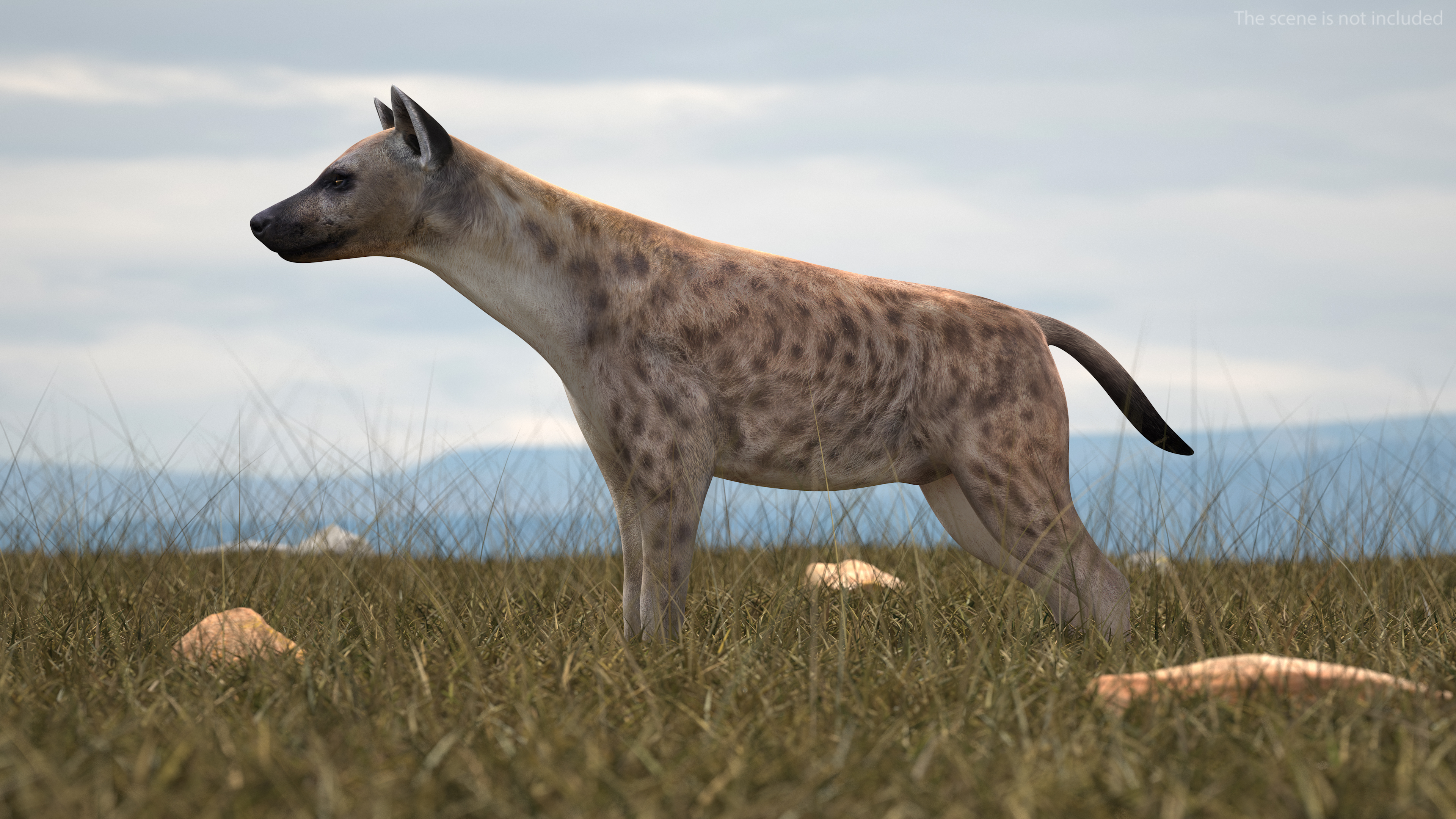 Hyena 3D model