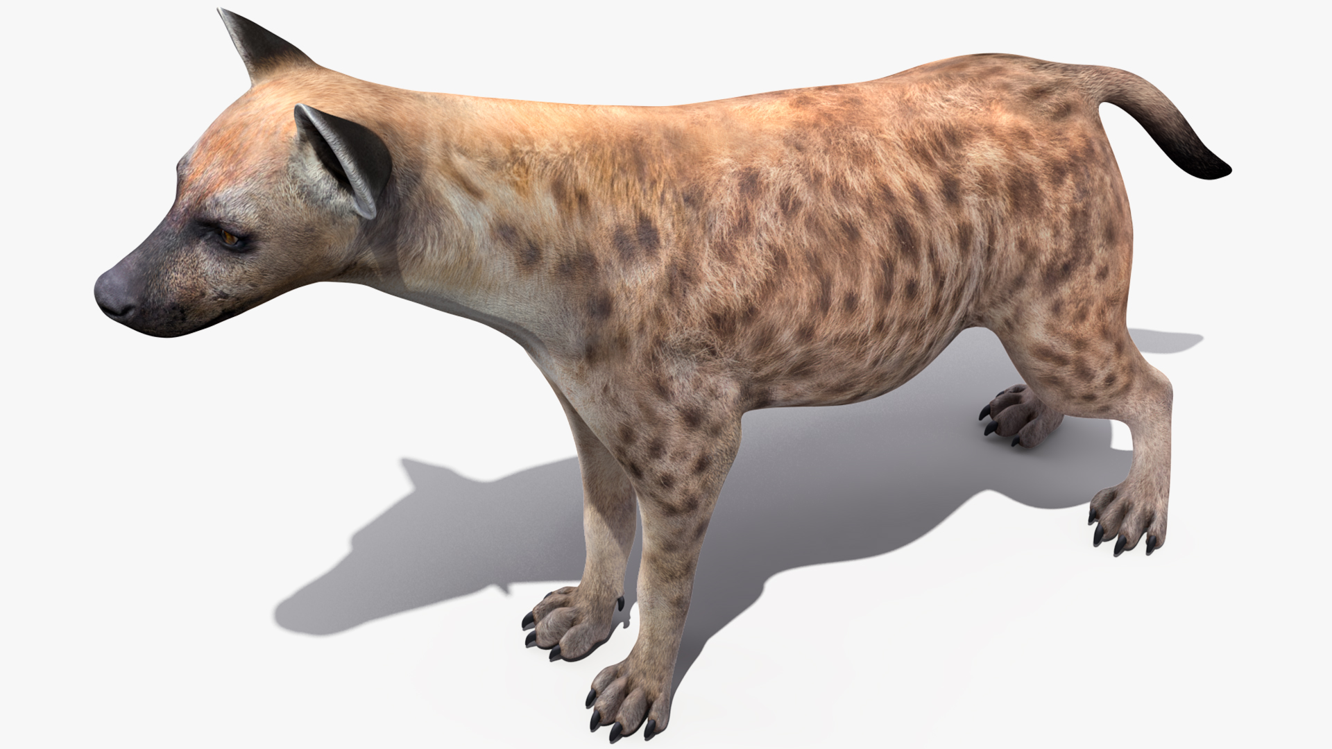 Hyena 3D model