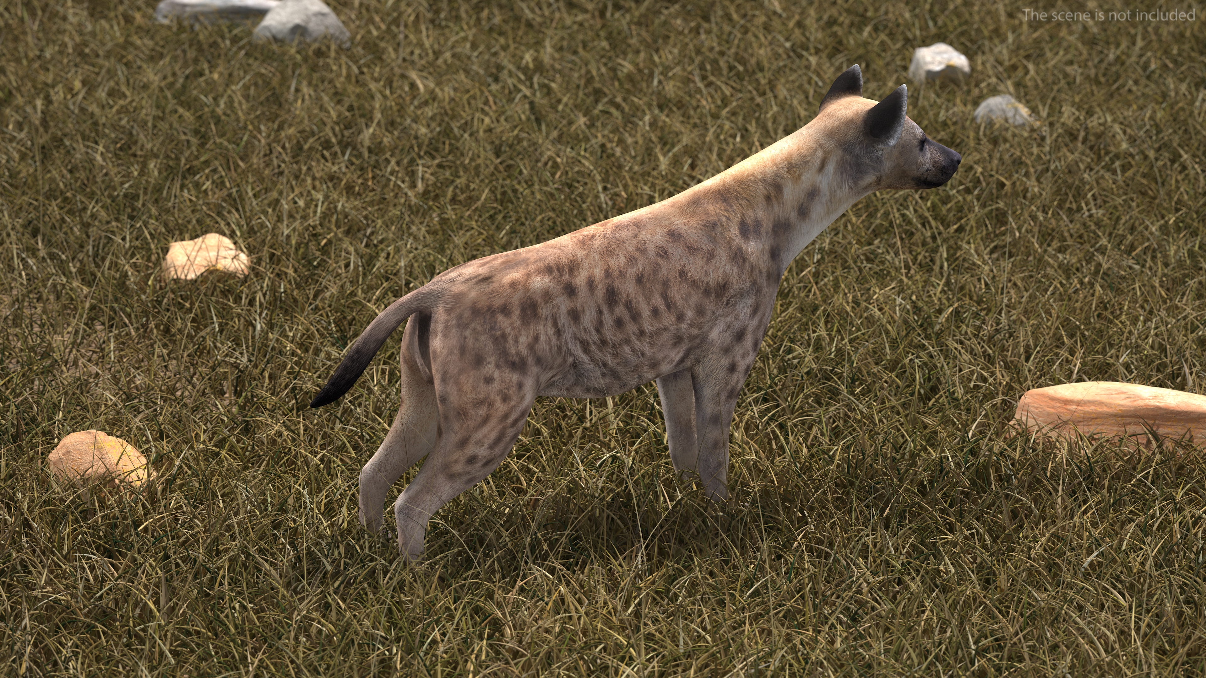 Hyena 3D model