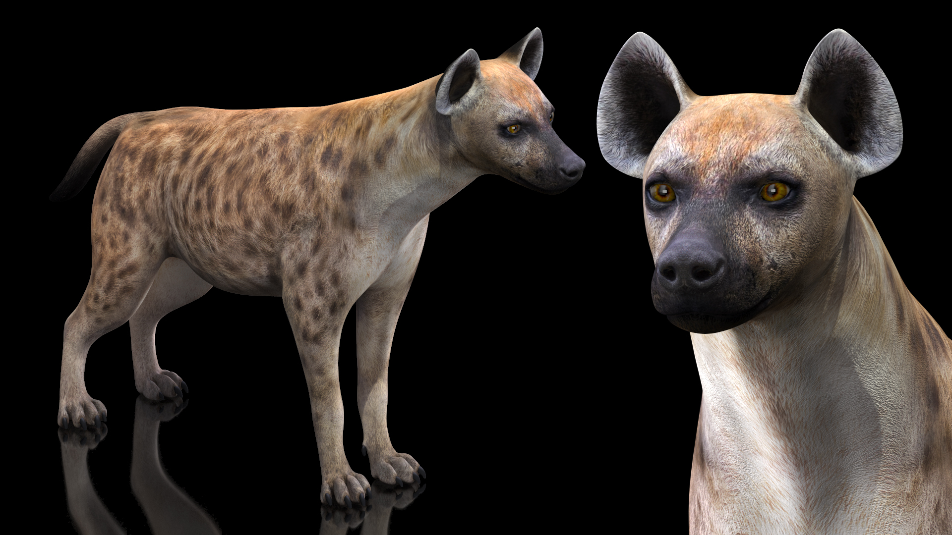 Hyena 3D model