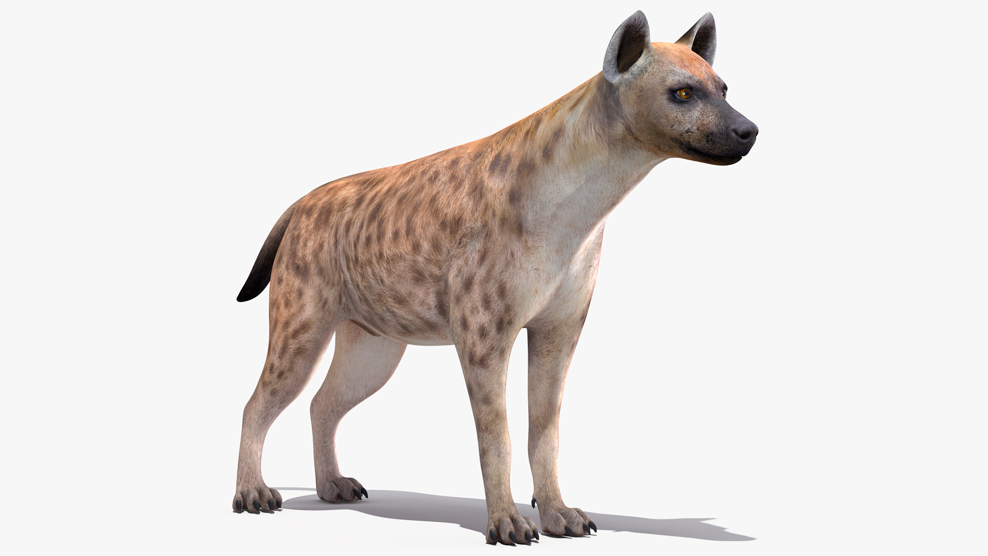 Hyena 3D model