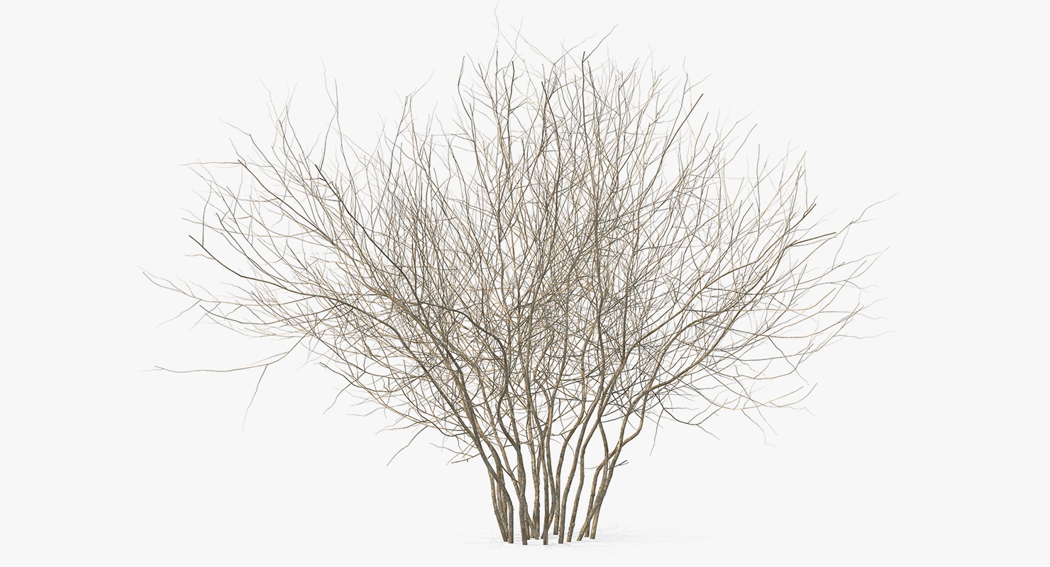 3D Winter Bush