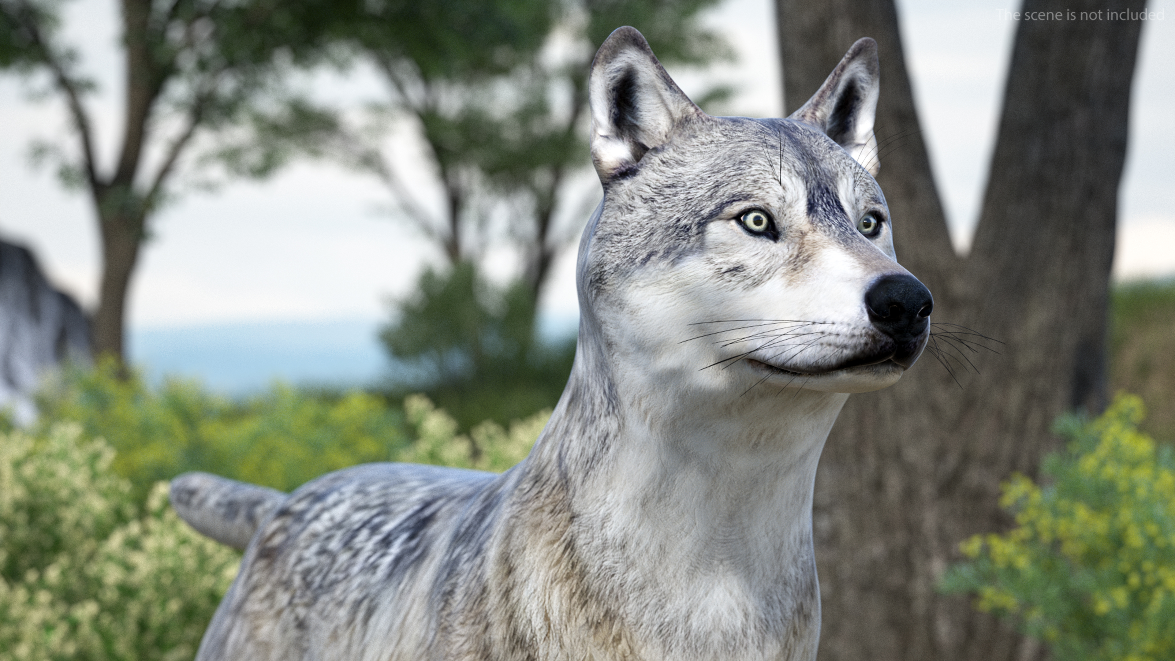 3D Timber Wolf