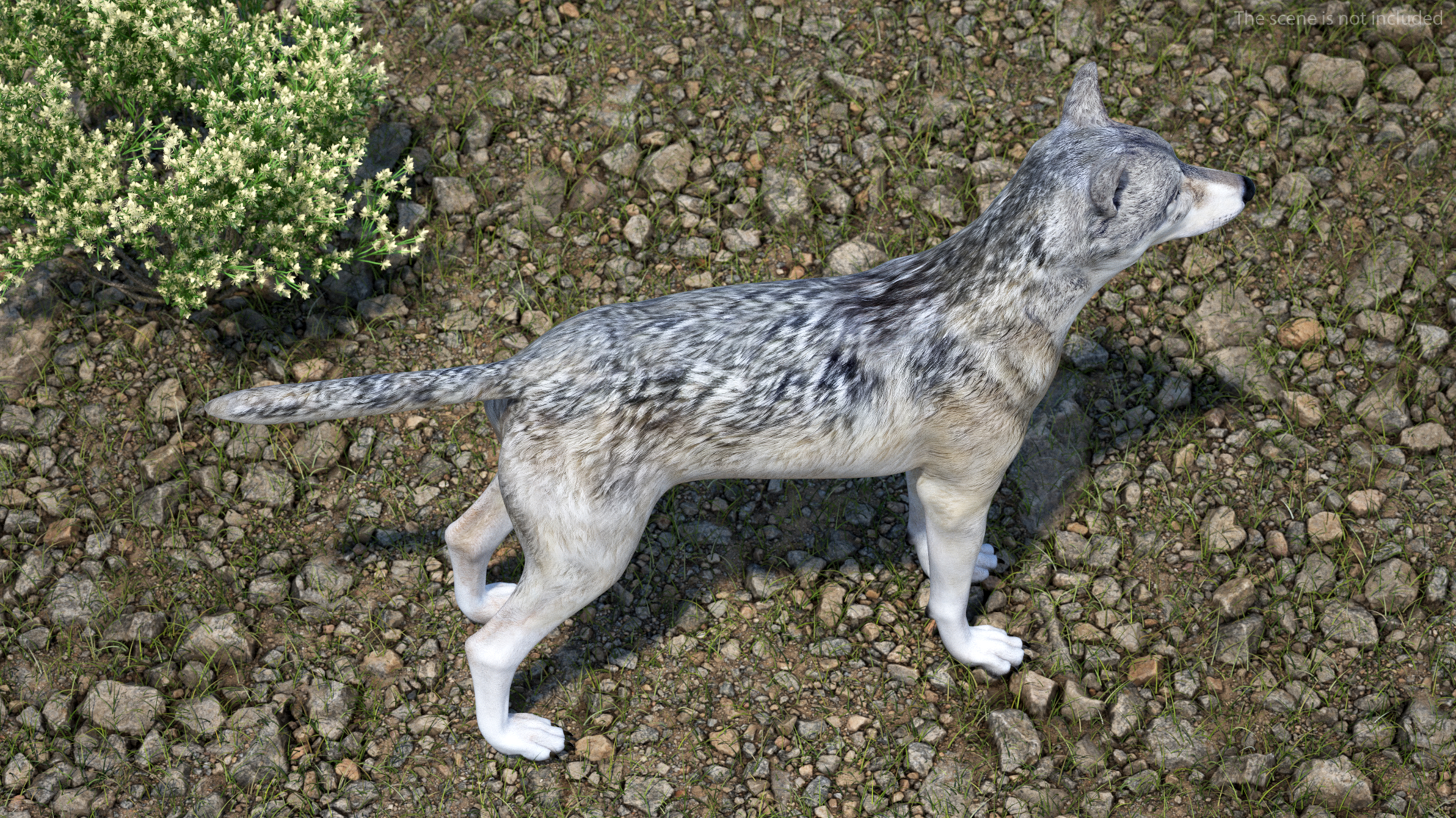 3D Timber Wolf