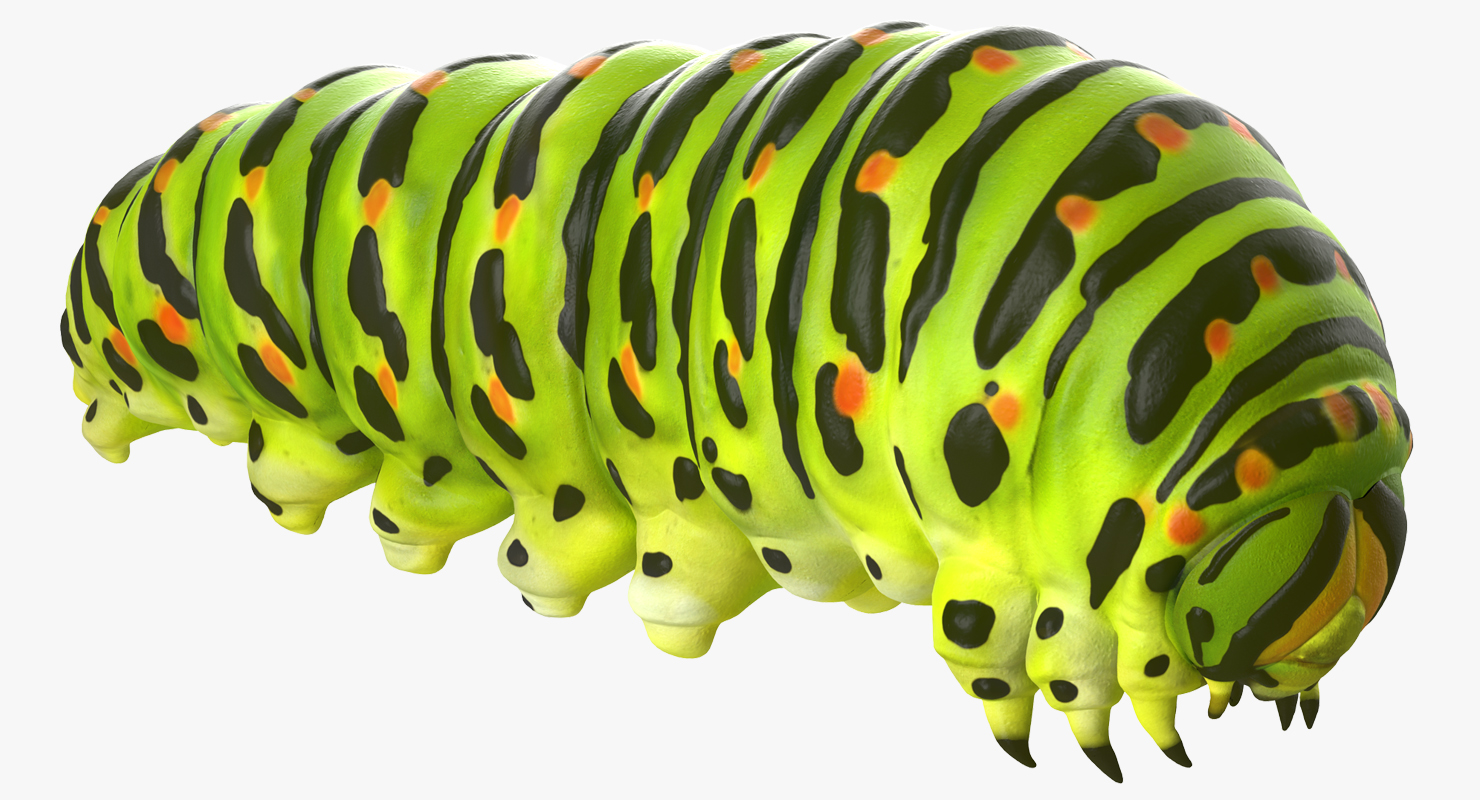 3D Caterpillar