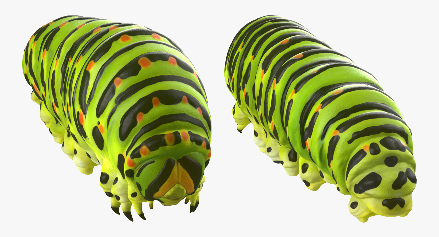 3D Caterpillar