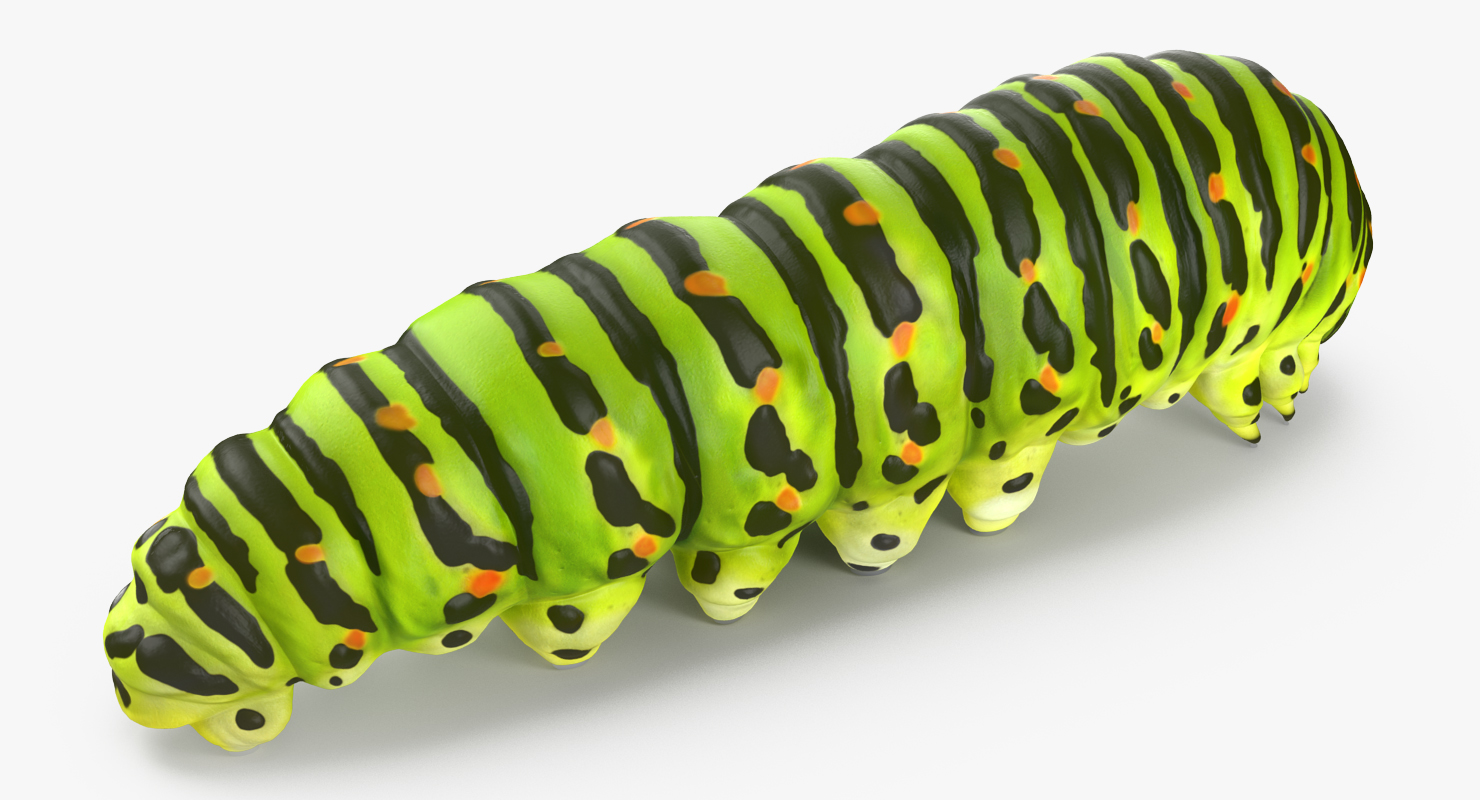 3D Caterpillar