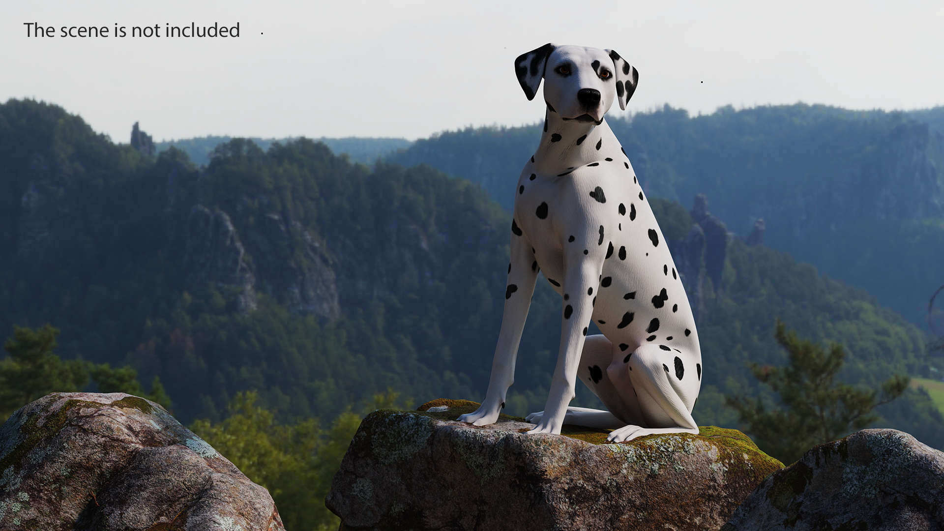 3D Dalmatian Dog Sitting Pose