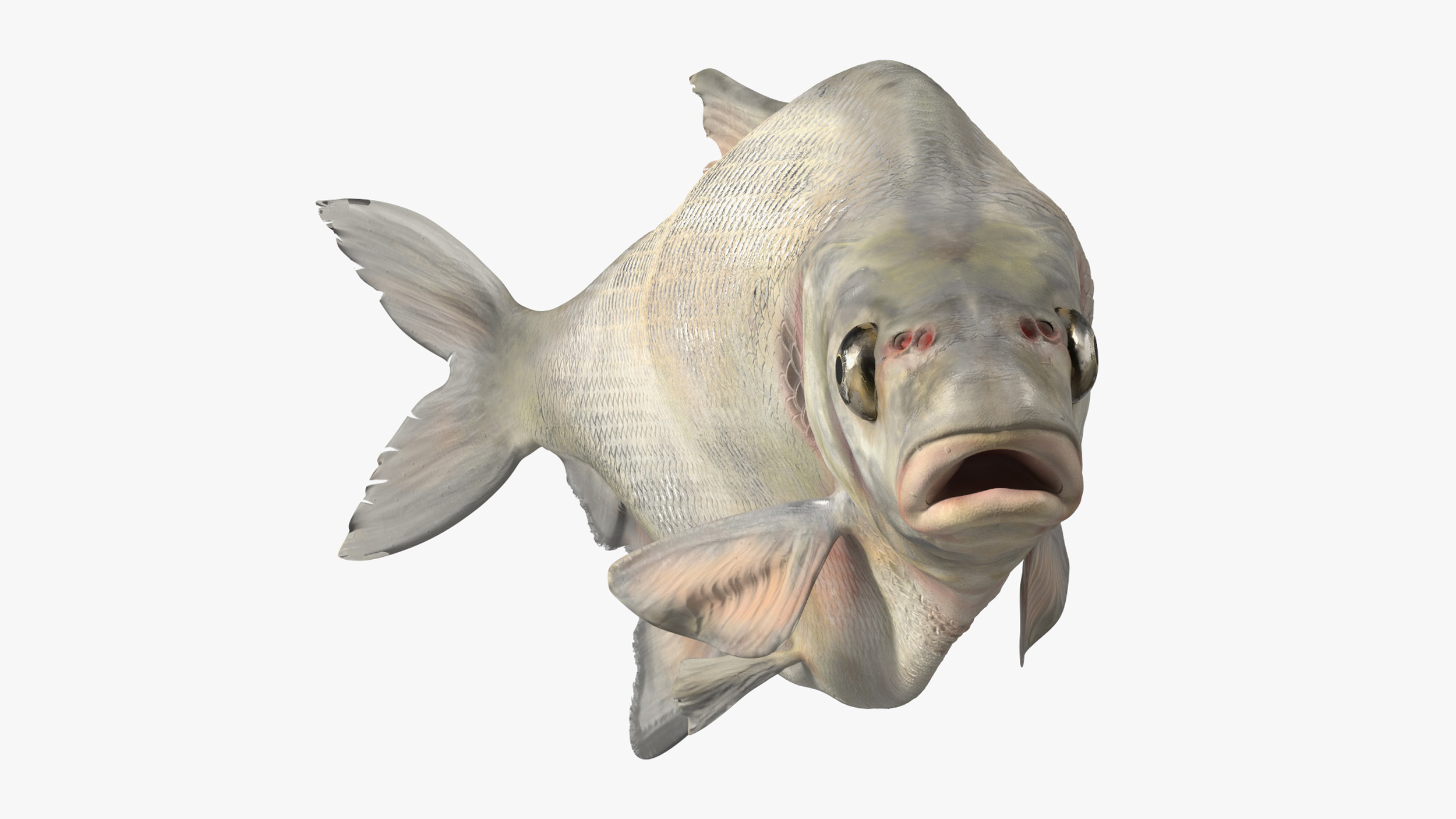 3D Silver Bream Fish Rigged for Maya model