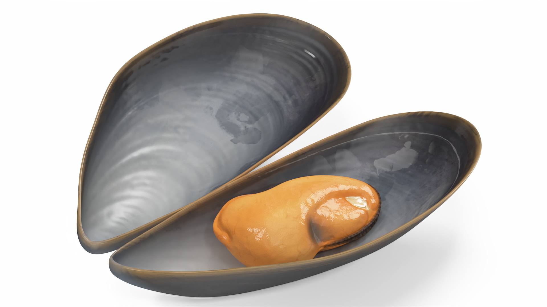 3D Open Cooked Mussel model