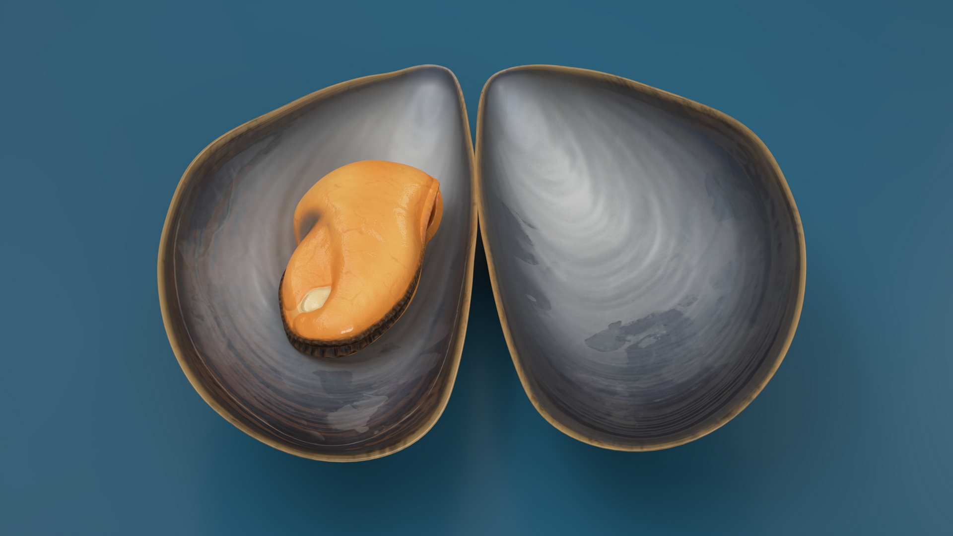 3D Open Cooked Mussel model