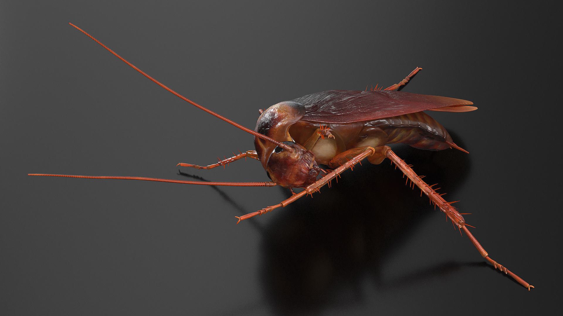 3D model Animated Cockroach Cleans Paw Rigged for Maya