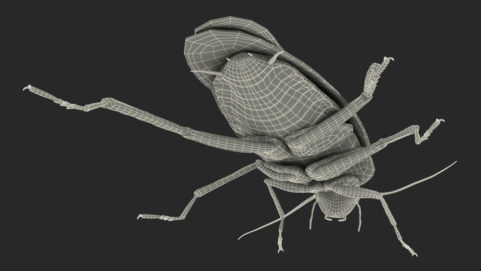 3D model Animated Cockroach Cleans Paw Rigged for Maya