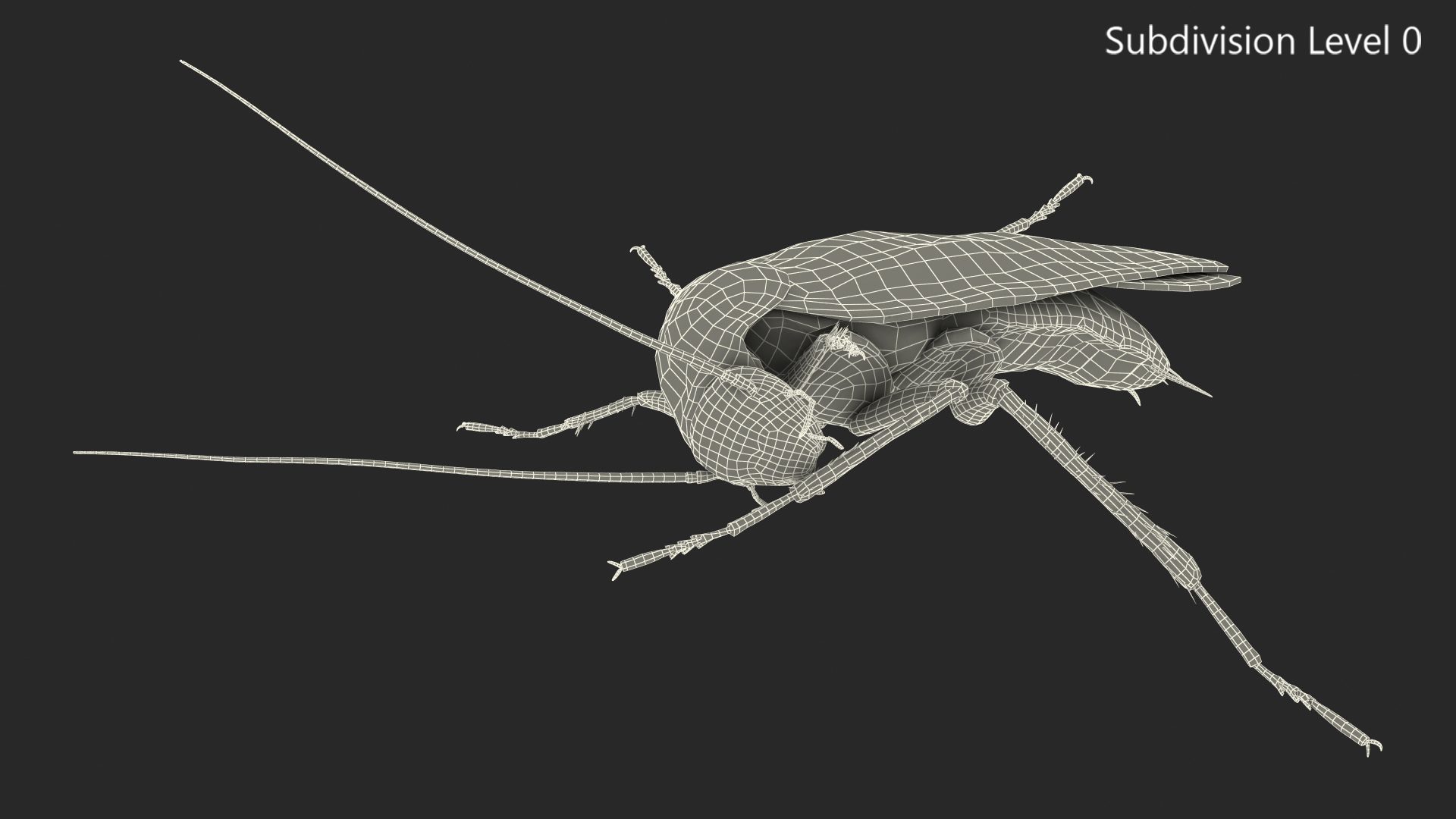 3D model Animated Cockroach Cleans Paw Rigged for Cinema 4D