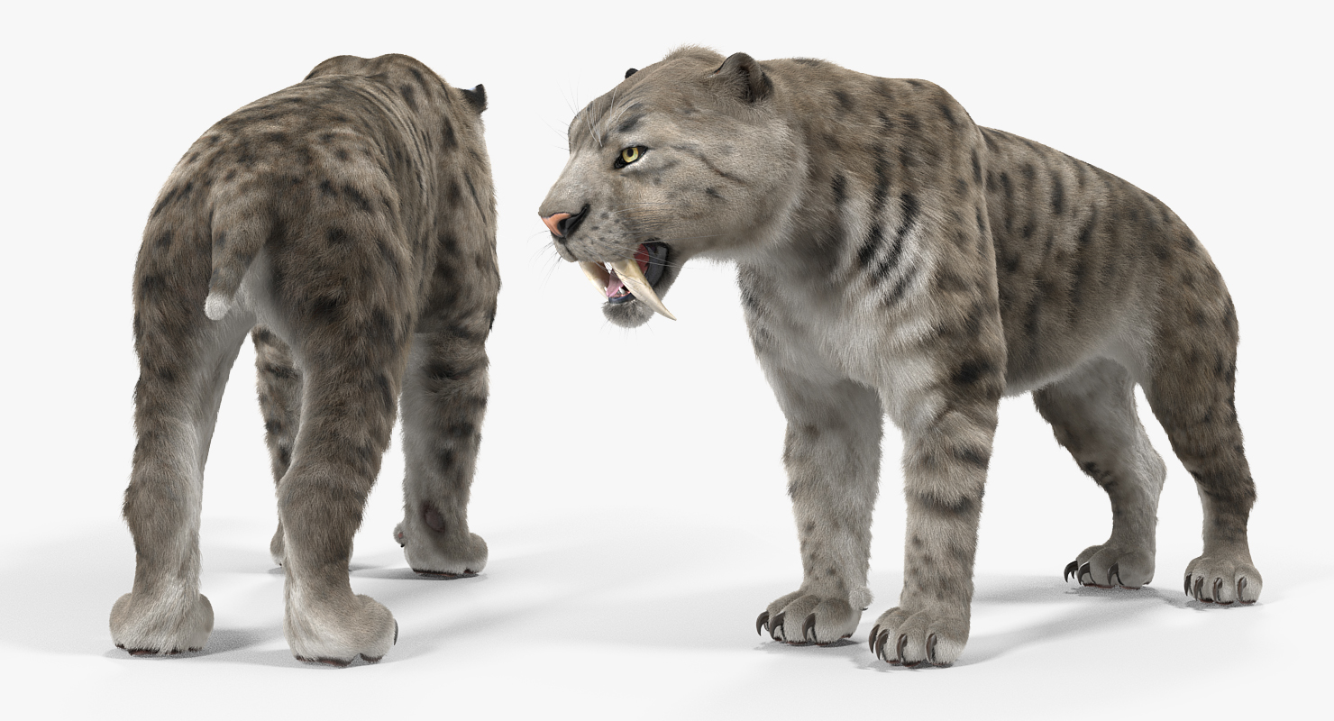 3D Arctic Saber Tooth Cat with Fur