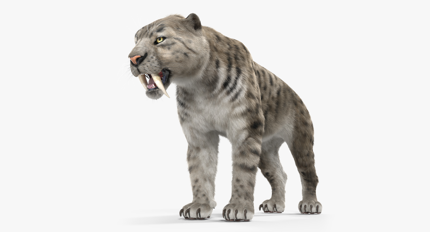 3D Arctic Saber Tooth Cat with Fur