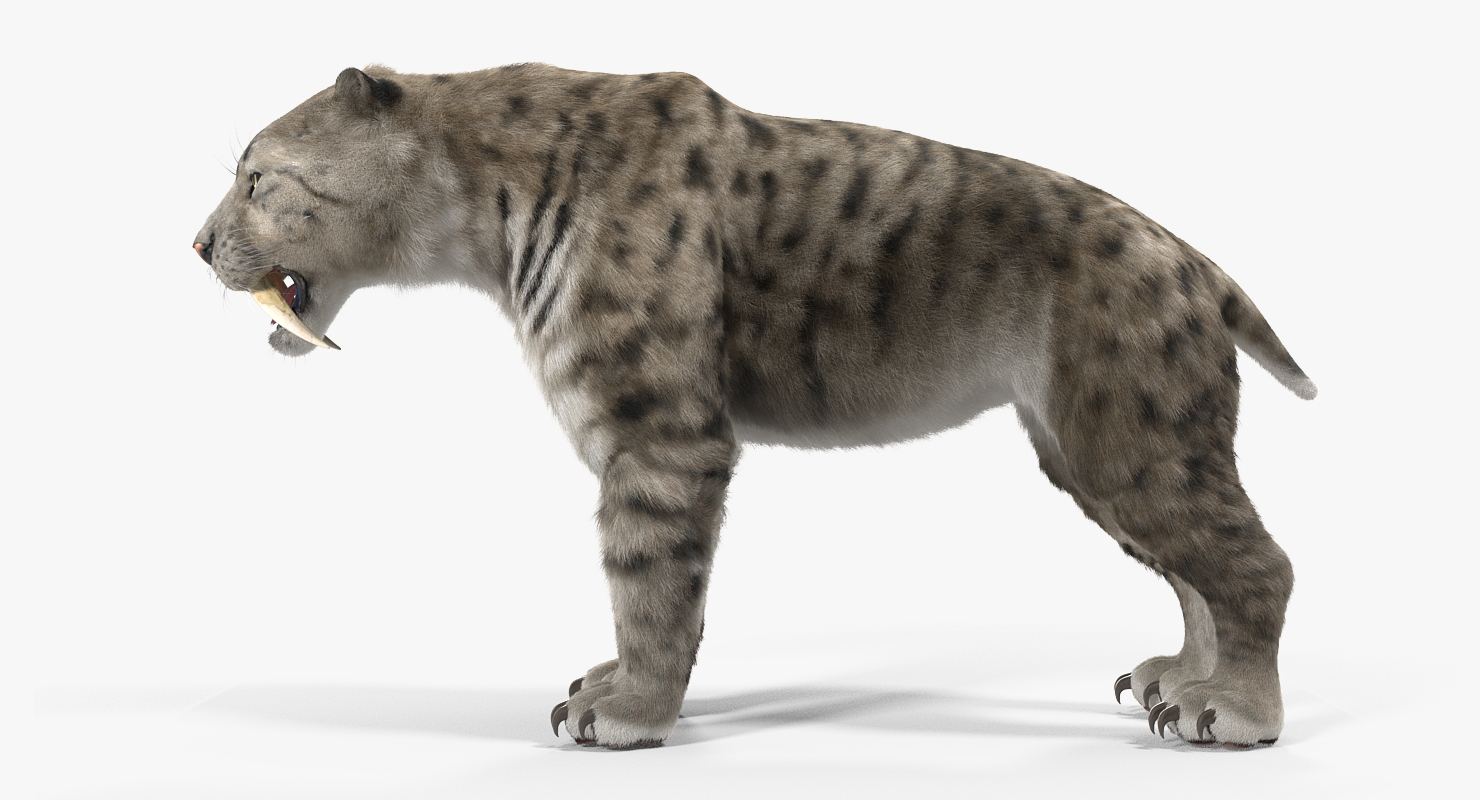 3D Arctic Saber Tooth Cat with Fur