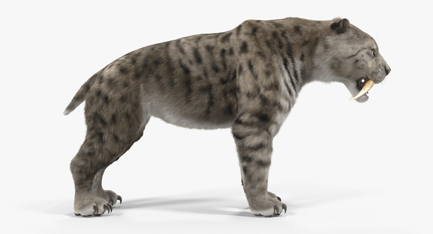 3D Arctic Saber Tooth Cat with Fur