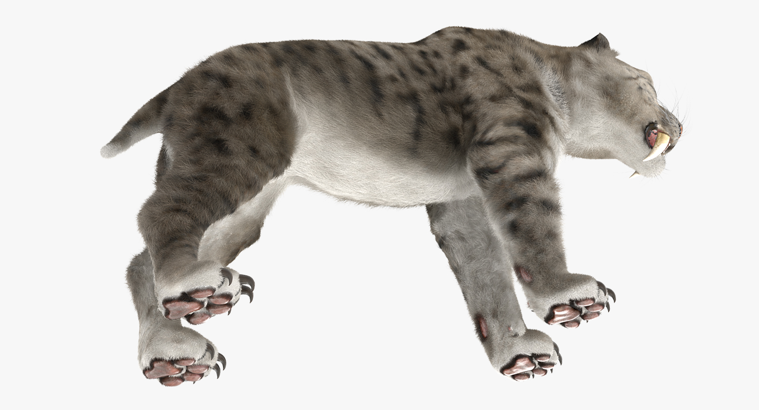 3D Arctic Saber Tooth Cat with Fur