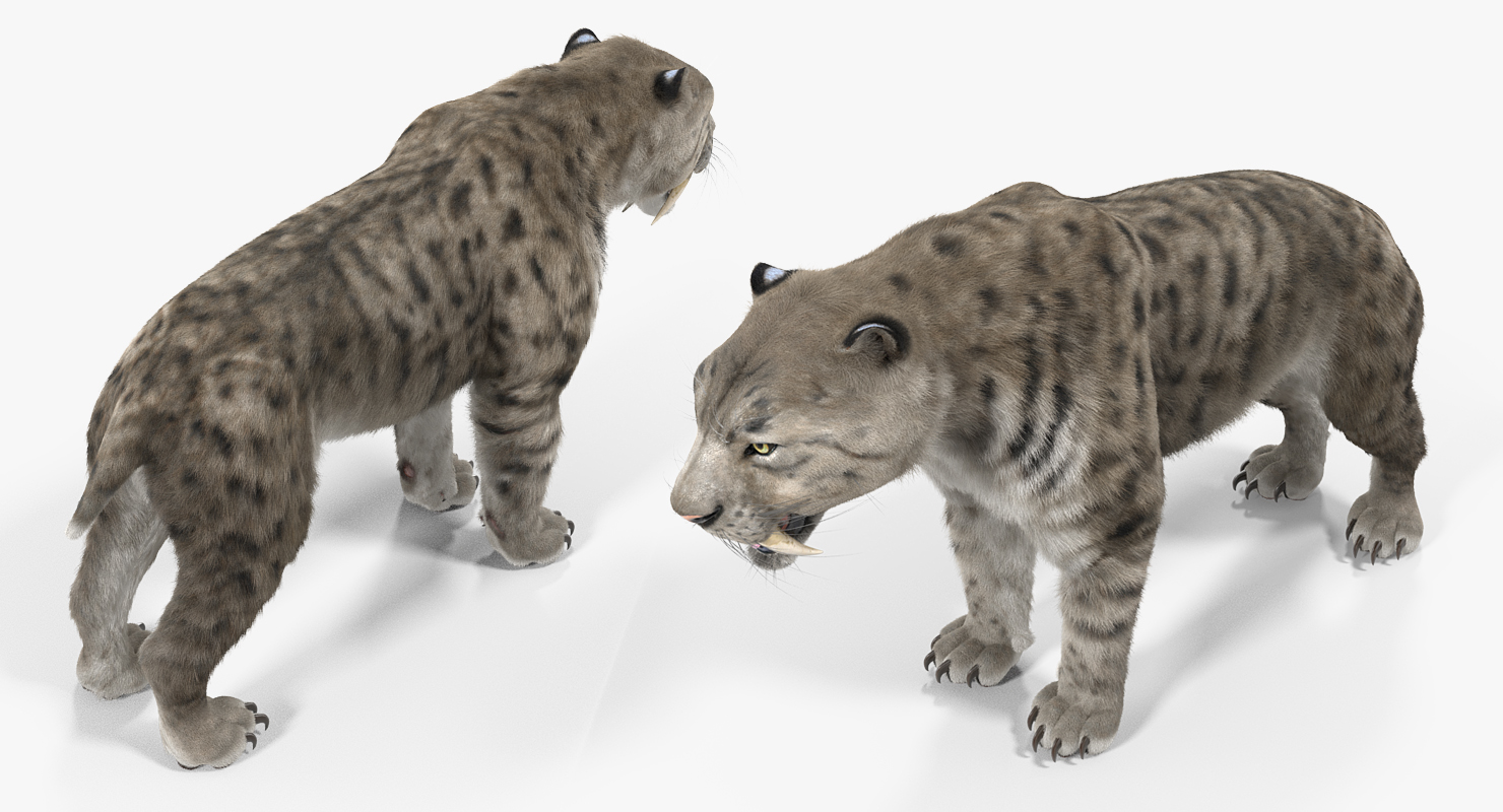 3D Arctic Saber Tooth Cat with Fur