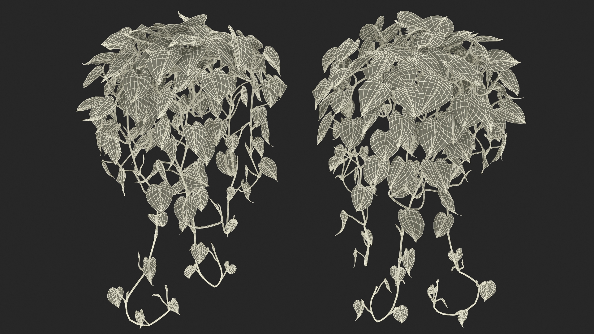 Philodendron Scandens Plant 3D