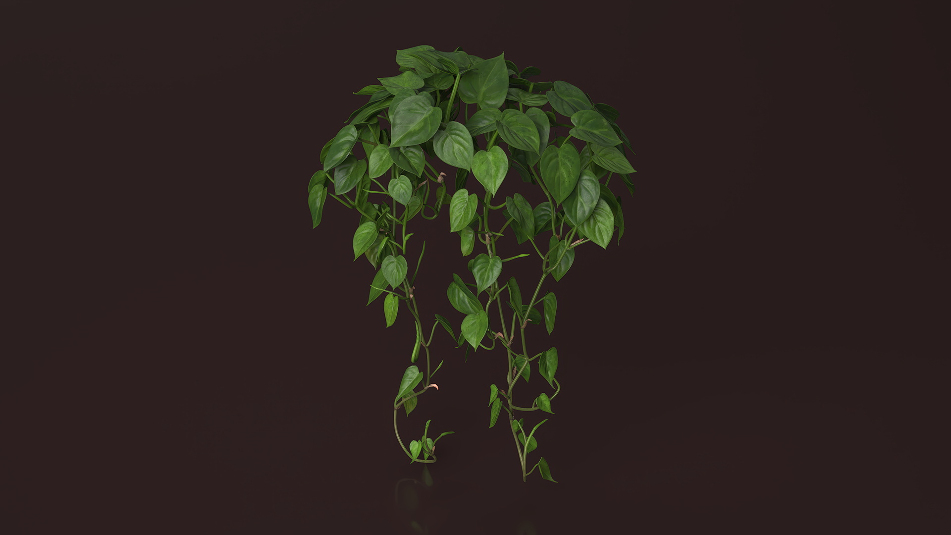 Philodendron Scandens Plant 3D