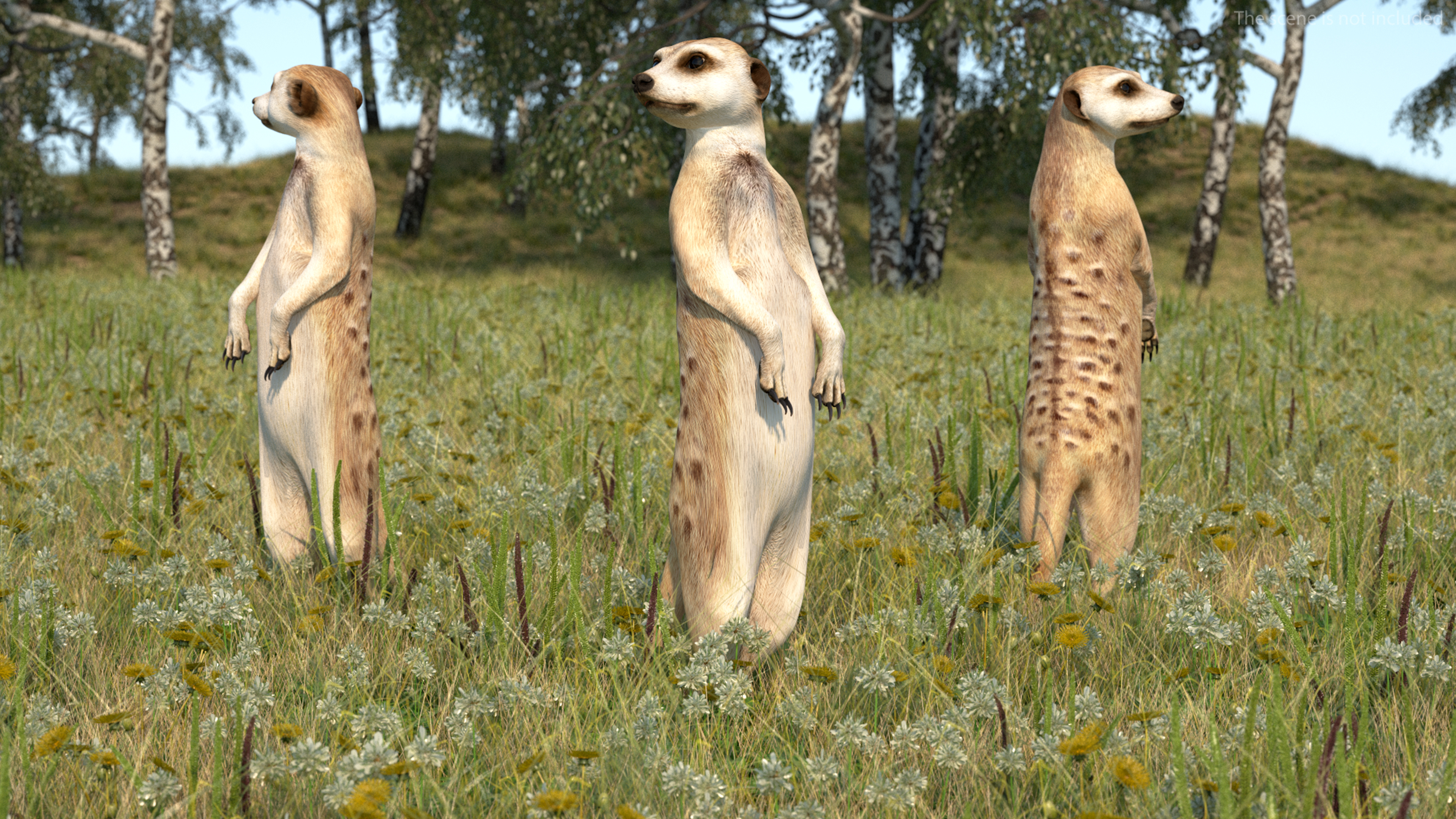 3D Meerkat Standing Pose