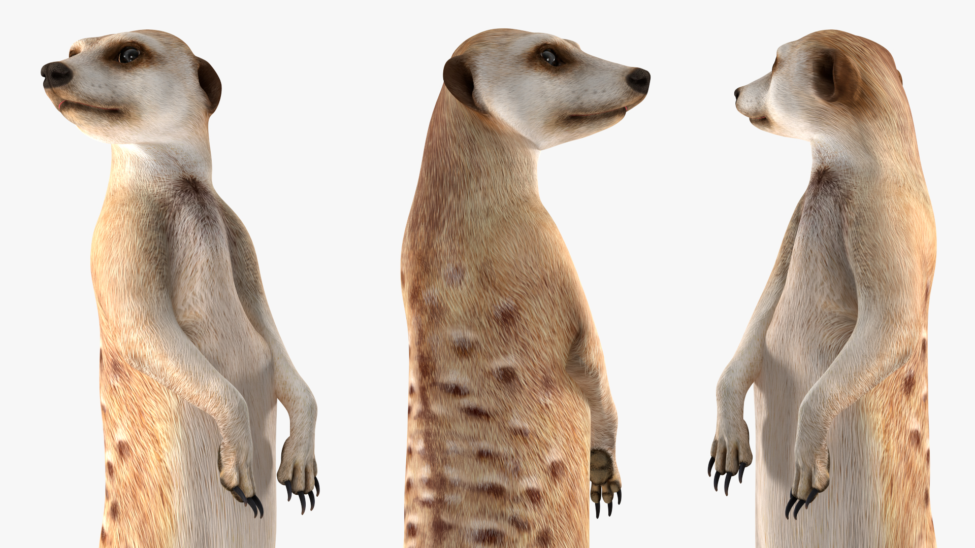 3D Meerkat Standing Pose