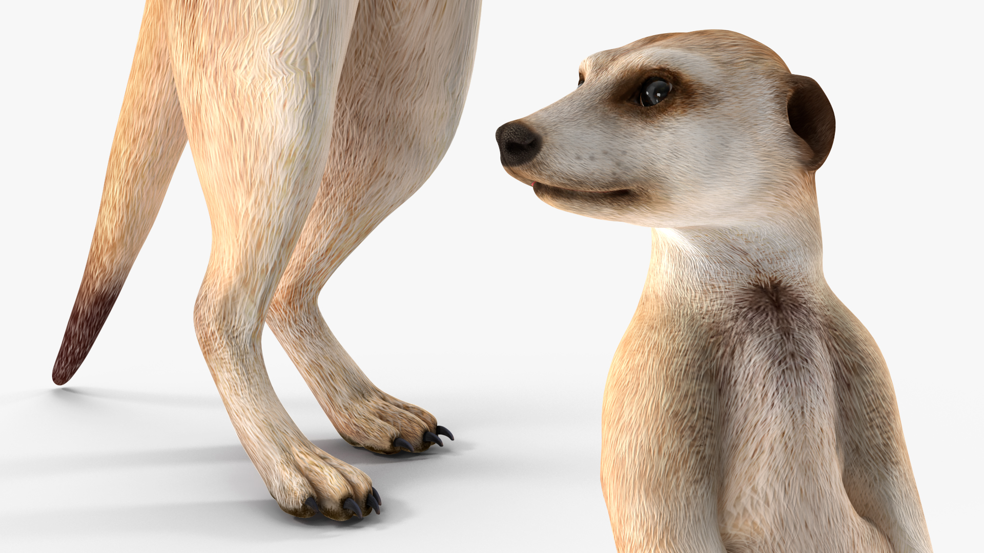 3D Meerkat Standing Pose