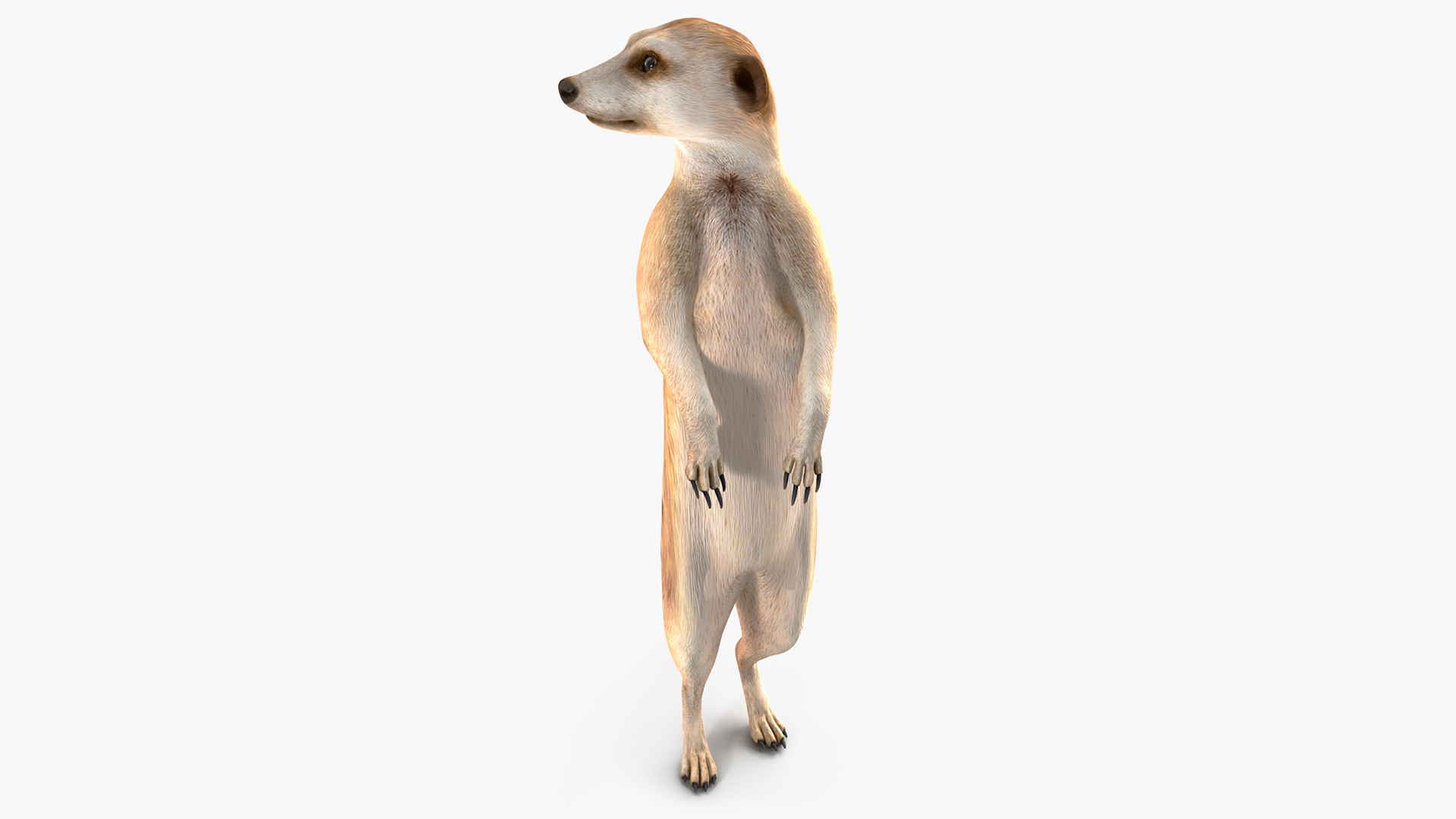 3D Meerkat Standing Pose